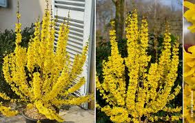 Attēlu rezultāti vaicājumam “Forsythia intermedia flower”