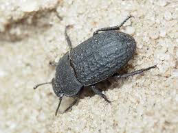 Attēlu rezultāti vaicājumam “Opatrum sabulosum”