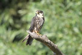 Attēlu rezultāti vaicājumam “Falco subbuteo”