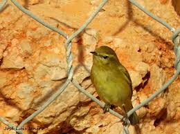 Attēlu rezultāti vaicājumam “Phylloscopus trochilus”