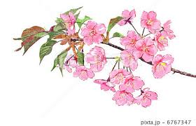 Image result for 緋寒桜