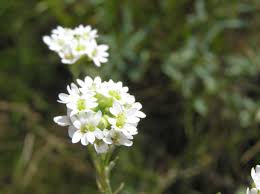 Attēlu rezultāti vaicājumam “Berteroa incana”