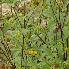 Attēlu rezultāti vaicājumam “Bidens frondosa flower”