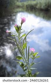 Attēlu rezultāti vaicājumam “Epilobium palustre”