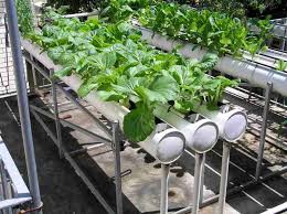  The Genuine Importance Of Hydroponic Nutrients