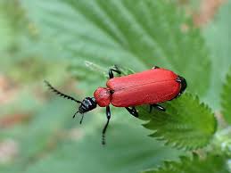 Attēlu rezultāti vaicājumam “Pyrochroa coccinea”