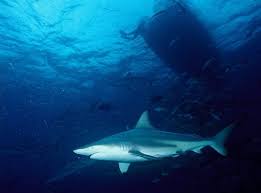Image result for Carcharhinus