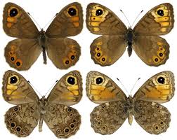 Attēlu rezultāti vaicājumam “Lasiommata petropolitana”