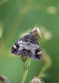 Attēlu rezultāti vaicājumam “Dysstroma truncata”