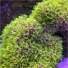 Attēlu rezultāti vaicājumam “Pachyphloeus melanoxanthus”