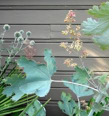Attēlu rezultāti vaicājumam “Echinops sphaerocephalus leaf”