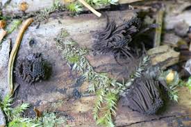 Attēlu rezultāti vaicājumam “Stemonitis axifera spores”