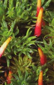 Attēlu rezultāti vaicājumam “Polytrichum piliferum sporophyte”