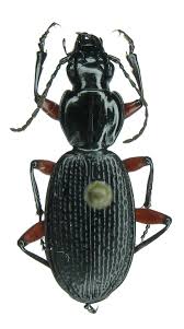 Attēlu rezultāti vaicājumam “Pterostichus sp.”
