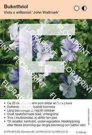 Attēlu rezultāti vaicājumam “Viola x williamsii”