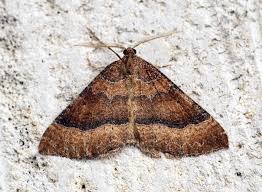 Attēlu rezultāti vaicājumam “Larentia clavaria”