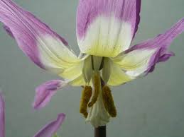 Attēlu rezultāti vaicājumam “Erythronium sibiricum flower”