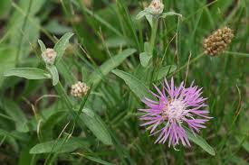 Attēlu rezultāti vaicājumam “Centaurea jacea leaf”
