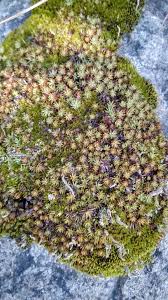 Attēlu rezultāti vaicājumam “Pogonatum dentatum”