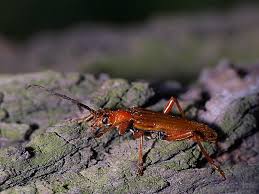 Attēlu rezultāti vaicājumam “Rhamnusium bicolor”