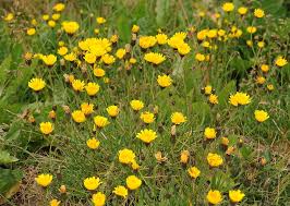 Attēlu rezultāti vaicājumam “Leontodon autumnalis”