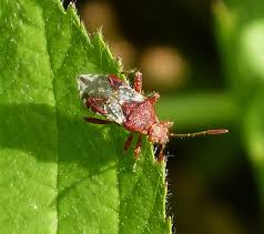 Attēlu rezultāti vaicājumam “Rhopalus maculatus”