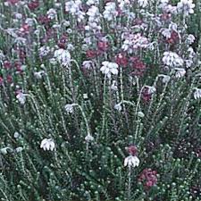 Attēlu rezultāti vaicājumam “Erica tetralix”