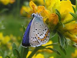 Attēlu rezultāti vaicājumam “Plebejus idas male”
