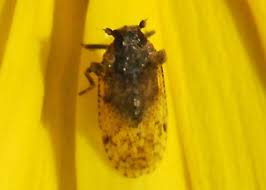 Attēlu rezultāti vaicājumam “Cixius sp.”