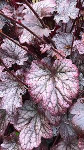 Image result for Heuchera `Palace Purple`
