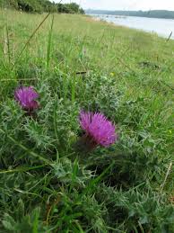 Attēlu rezultāti vaicājumam “Cirsium acaule flower”