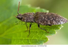 Attēlu rezultāti vaicājumam “Agrypnus murinus”