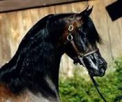 Arabian horse Sale at Mountain Ridge Ranch! Images?q=tbn:ANd9GcQpTv7ONpSDtavG8BHsxd6zbZHtd_eNZy6FSDjPWv9IN9sicZMK-Df-URe6