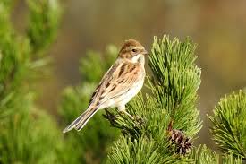 Attēlu rezultāti vaicājumam “Emberiza schoeniclus”