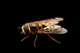 Attēlu rezultāti vaicājumam “Syrphus sp.”