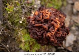 Attēlu rezultāti vaicājumam “Gyromitra esculenta”