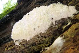 Attēlu rezultāti vaicājumam “Fuligo septica var. candida plasmodium”