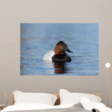 Image result for Aythya valisineria