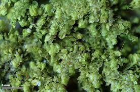 Attēlu rezultāti vaicājumam “Lejeunea cavifolia”