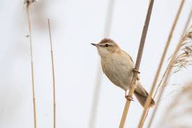 Image result for Acrocephalus agricola