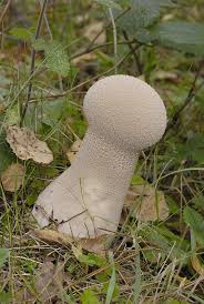 Attēlu rezultāti vaicājumam “Calvatia excipuliformis”