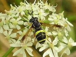 Attēlu rezultāti vaicājumam “Syrphidae”
