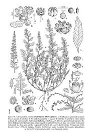 Image result for Chenopodium botrys