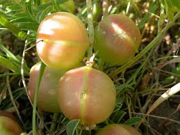 Attēlu rezultāti vaicājumam “Astragalus danicus fruit”