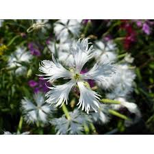 Attēlu rezultāti vaicājumam “Dianthus arenarius”