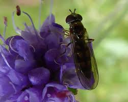 Attēlu rezultāti vaicājumam “Sericomyia lappona”