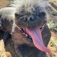 Image result for ugliest dog