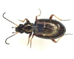 Attēlu rezultāti vaicājumam “Bembidion sp.”