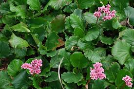 Attēlu rezultāti vaicājumam “Bergenia crassifolia flower”