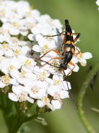 Attēlu rezultāti vaicājumam “Strangalia attenuata”